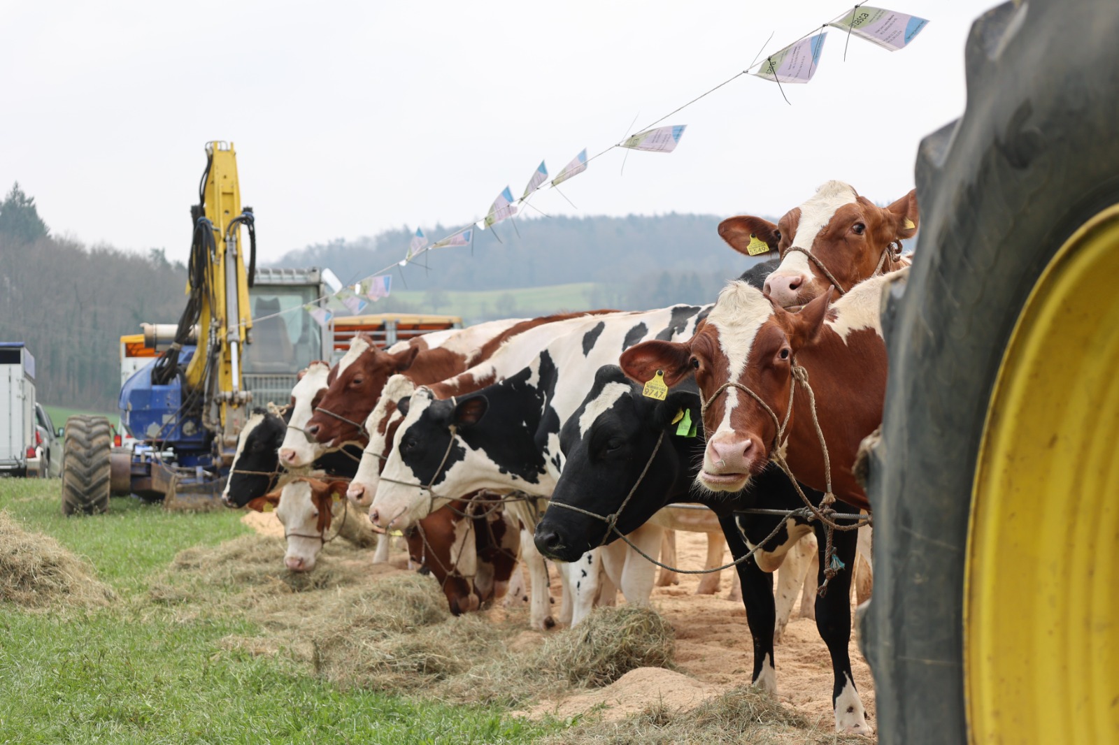 Viehschau Hegauer Dorfjugend 2025